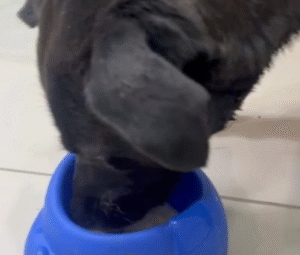 Brutal caso de maltrato animal en Porvenir