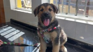 Realizan últimos operativos de esterilización canina y felina