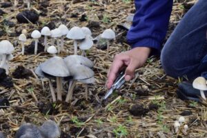 Niños desde la primera infancia podrán introducirse al enigmático Reino Fungi
