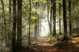 Día Internacional de los Bosques: ¿Por qué se celebra y cuál es su importancia?
