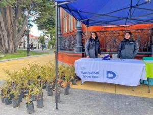 Municipio de Punta Arenas entregó 100 arbustos calafates a la comunidad