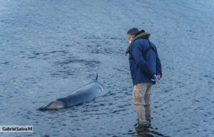 Familia de cetáceos se reencuentran tras varar en la bahía de Puerto Williams