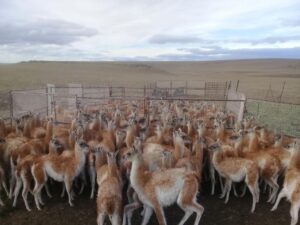 Comenzó temporada de captura del guanaco en Santa Cruz