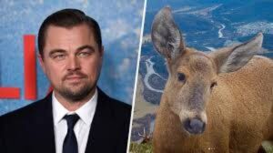 Tras llamado de DiCaprio, se anuncia sistema de protección para el huemul