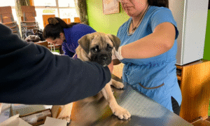 Avanza operativo de  atención veterinaria