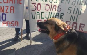 Río Gallegos: protectoras de animales reclamaron ante la falta de insumos