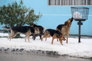 Línea de emergencia municipal canalizará denuncias por canes
