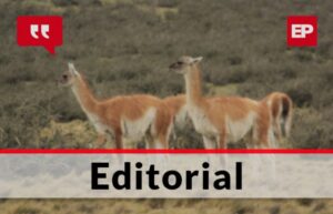 La problemática que genera el guanaco en Magallanes