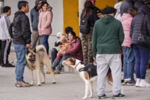 Nuevo operativo canino atendió más de 100 perros