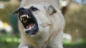 Molestia por rechazo a proyecto de ley para cazar perros asilvestrados