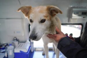 Operativo Canino Móvil atendió a 60 mascotas