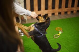 Municipio de Punta Arenas realizó jornada de adopción  canina en Espacio Urbano