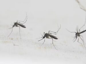 Confirman caso de dengue en la Región del Maule