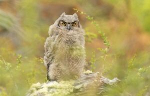 Estudio podría establecer una nueva especie de búho chileno