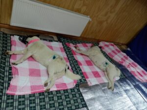 UDDA desarrolló nueva jornada de esterilizaciones masivas y a bajo costo