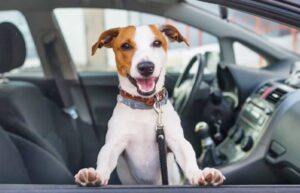 Uber Pet: la nueva alternativa de viaje para mascotas llega a Punta Arenas