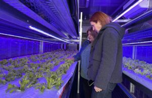 Innovadores invernaderos permiten extender producción de hortalizas