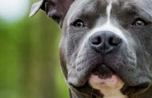 Sentencia por ataque de pitbull: multa y obligación para la propietaria