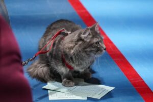 Los felinos tuvieron exclusivo operativo en Punta Arenas