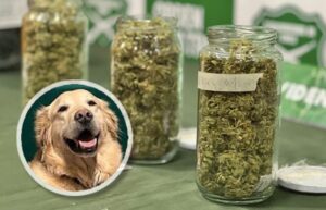 Carabineros descubrió encomienda con casi 150 gramos de marihuana en Punta Arenas