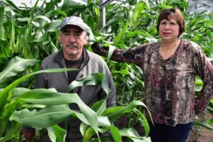 Pareja lleva más de ocho años con  inédita producción de choclos dulces