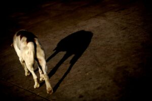 Candidatas a la alcaldía presentan ideas para perros y caballos callejeros