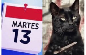 Contra viento y marea: cinco parejas se casarán este martes 13