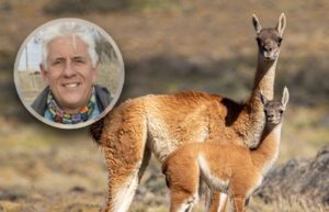 Guanacos: científico denuncia prácticas intimidatorias contrarias a la ciencia
