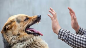 805 casos de mordeduras de perros en lo que va del año