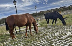 Inician construcción de tres corrales municipales