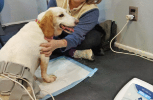 Violento ataque de perro provocó grave daño a mascota de familia