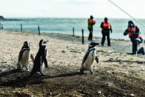 Regresan los pingüinos magallánicos y las navegaciones a Isla Magdalena y Marta