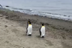 Científicos estudian a colonia Pingüino Rey de Magallanes