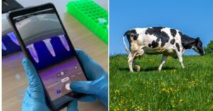 Investigadores chilenos crean dispositivo portátil capaz de detectar en minutos la tuberculosis bovina