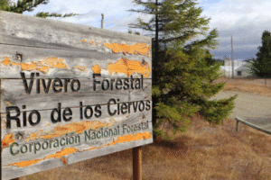 Conaf realizará jornada única para entregar árboles a propietarios de predios