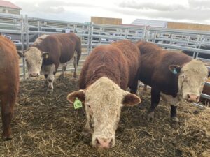 Con éxito se desarrolló Primera Expo Angus y remate de ganado bovino