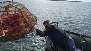 Detectan redes centolleras y apozamiento de centolla hembra en altamar