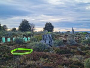 Conaf concluye con éxito proyectos de restauración de bosques enmarcados en el programa “Siembra por Chile”
