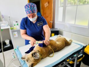 Municipio de Río Verde realizó operativo de esterilización de mascotas