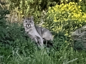 Puma recorrió las calles de San Gregorio