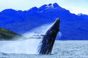 Comienza la temporada de avistamiento de ballenas