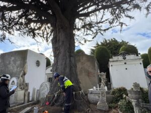 Los longevos cipreses de Punta Arenas bajo atenta observación