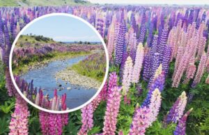 La Patagonia se tiñe de color con los lupinos