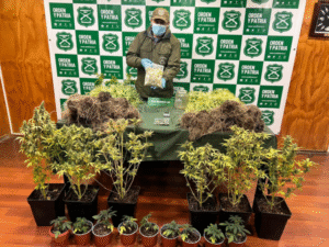 Incautaron 50 plantas de marihuana tras allanamientos a dos viviendas