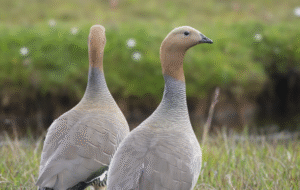 Canquén Colorado: en peligro de extinción