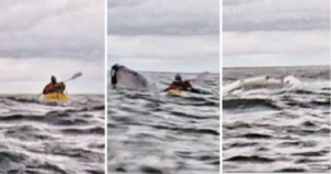 Vio a su hijo golpeado por una  ballena, sumergirse y luego emerger