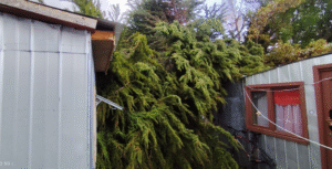Caída de árbol sobre viviendas dejó a una persona encerrada en su habitación