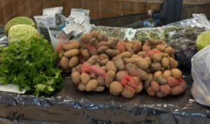 Exitosa feria hortícola en Punta Arenas y Porvenir