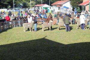 Invitan a sumergirse en la magia campesina de la Expogama 2025
