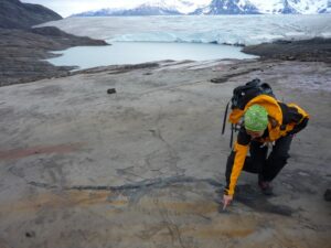 Científicos identifican especie de dinosaurio descubierto en Magallanes